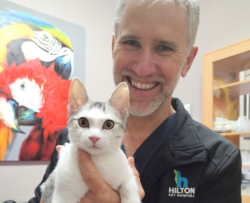 files/Hilton-Vet-Hospital-Kitten-Vet-Fremantle.jpg